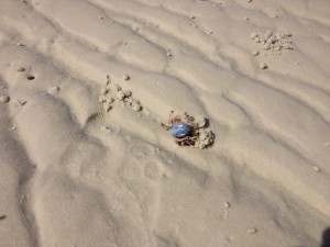 Whitsunday Island-019